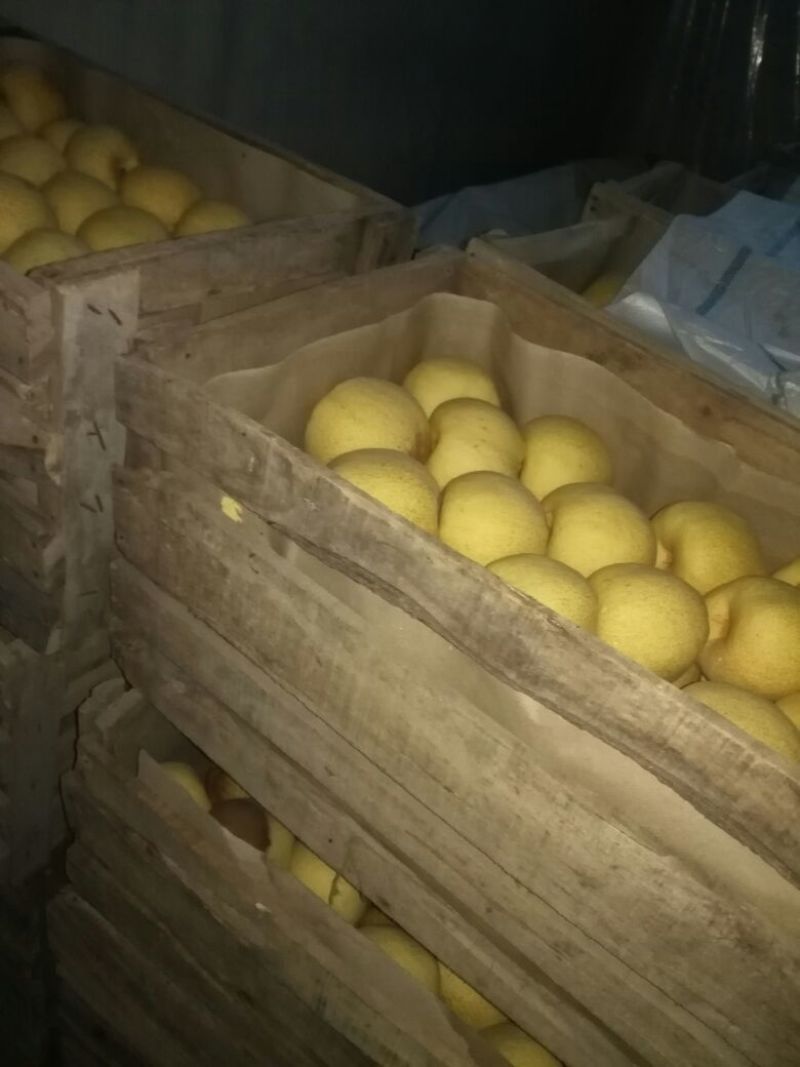 砀山梨光果250~300g大量上市了，欢迎新老客户前