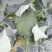 西兰花0.8~1.2斤
