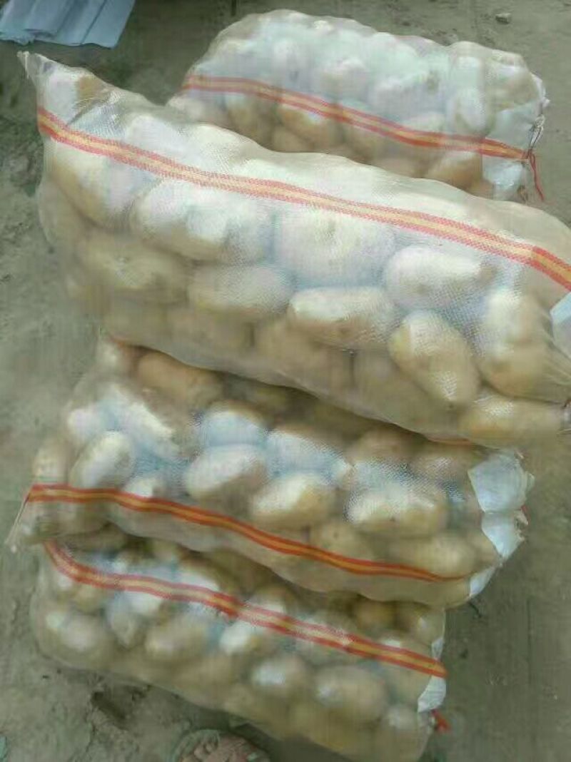 沃土，实验一，齐元丰，黄皮黄心土豆，大量有货日上货量万吨