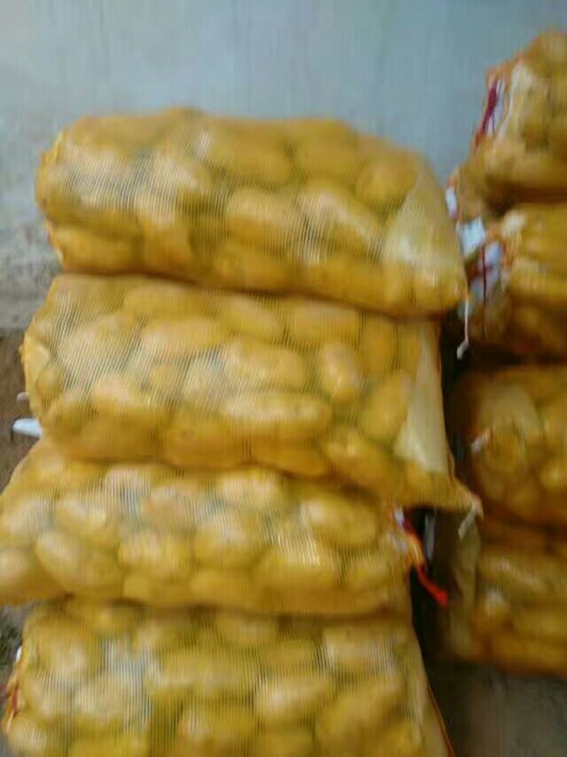 沃土，实验一，齐元丰，黄皮黄心土豆，大量有货日上货量万吨