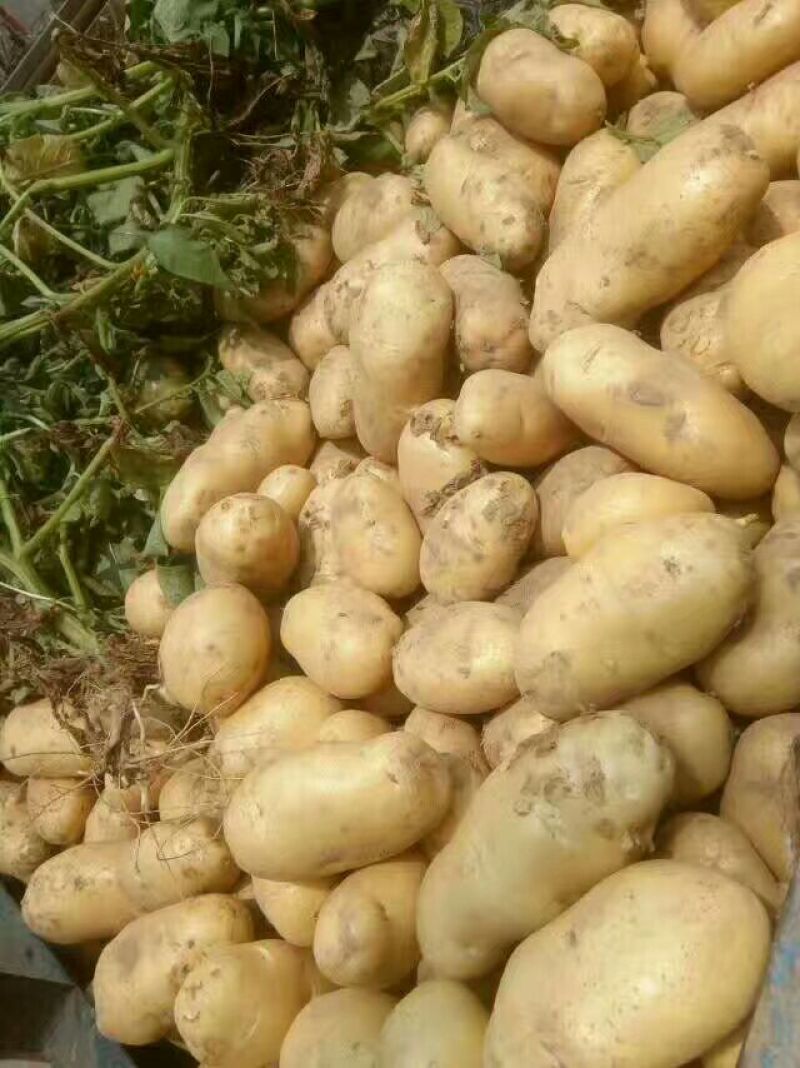 沃土，实验一，齐元丰，黄皮黄心土豆，大量有货日上货量万吨