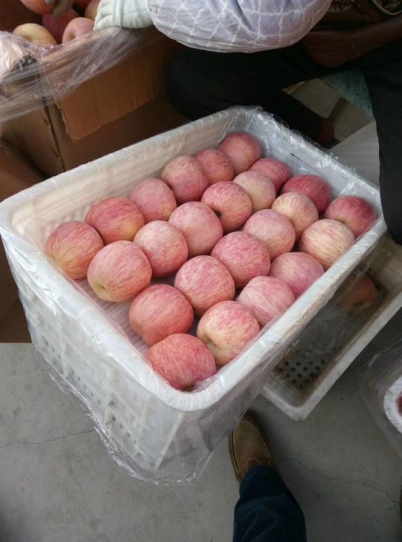 (苹果)山东红富士苹果80mm以上纸袋膜袋货源充足