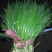 韭菜头茬山东莘县韭菜之乡大量供应可视频看货品质保证