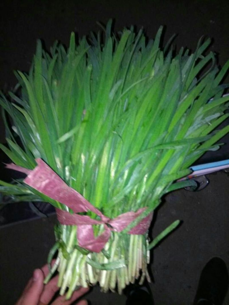 韭菜头茬山东莘县韭菜之乡大量供应可视频看货品质保证