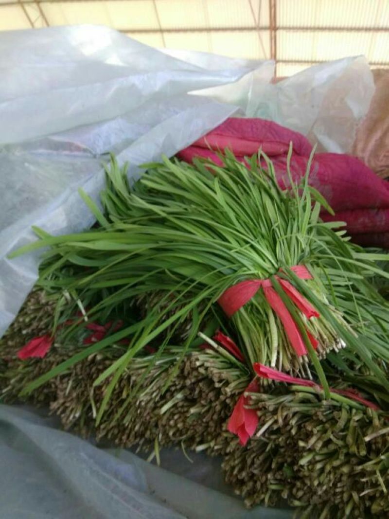 韭菜头茬山东莘县韭菜之乡大量供应可视频看货品质保证