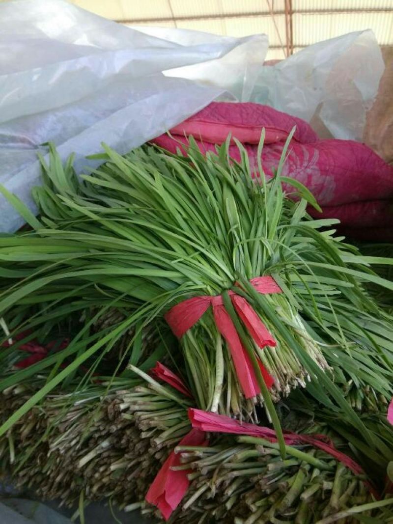 韭菜头茬山东莘县韭菜之乡大量供应可视频看货品质保证