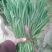 韭菜头茬山东莘县韭菜之乡大量供应可视频看货品质保证