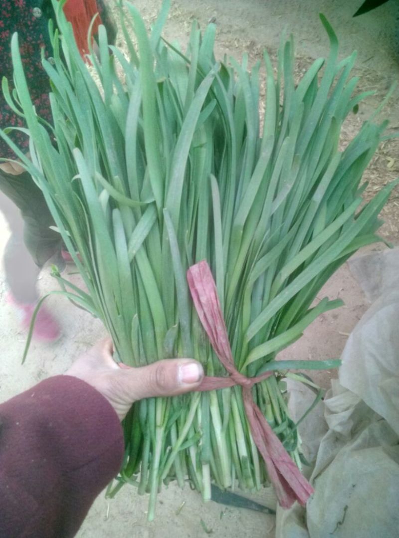 韭菜头茬山东莘县韭菜之乡大量供应可视频看货品质保证