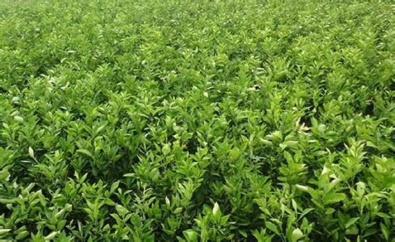 皇帝柑苗一年嫁接苗30~70公分高无病菌提供技术指导。