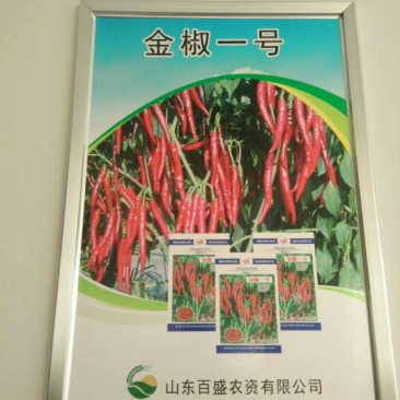 朝天椒种子97%以上