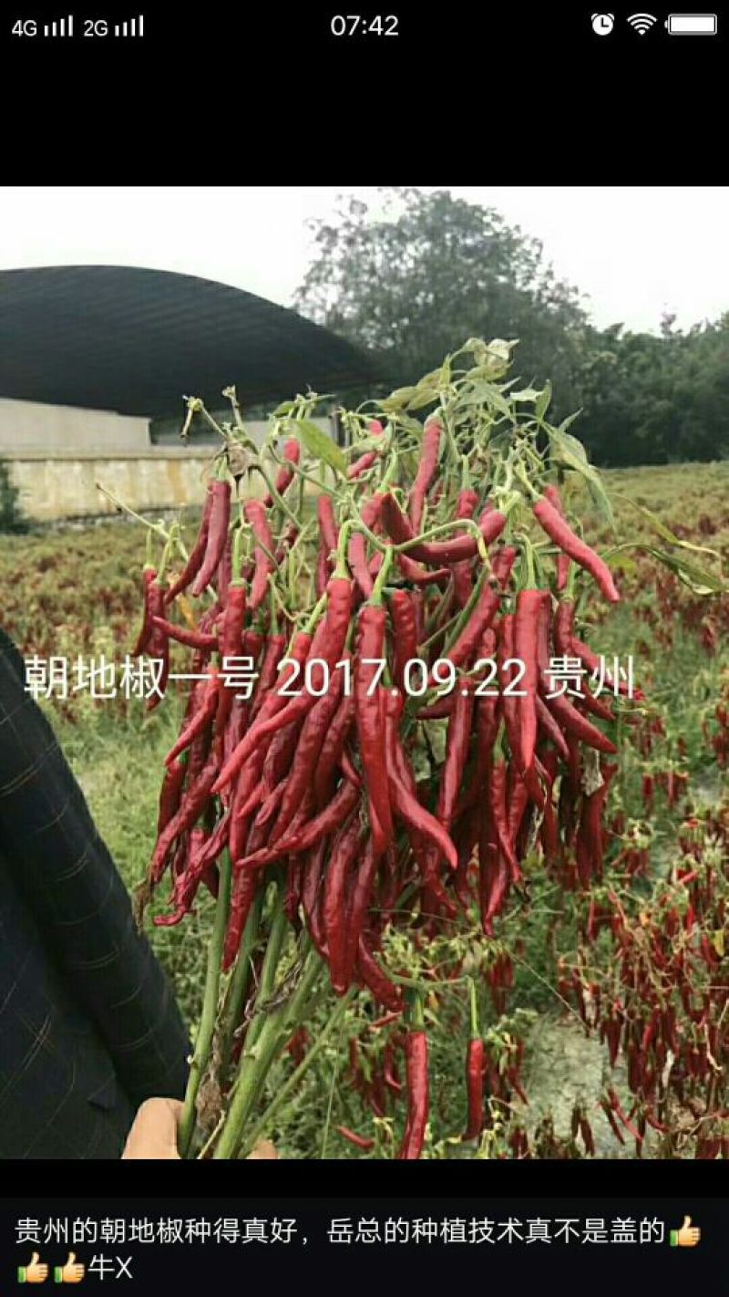 朝天椒种子97%以上