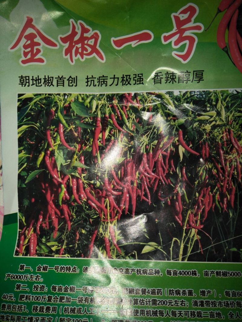 朝天椒种子97%以上