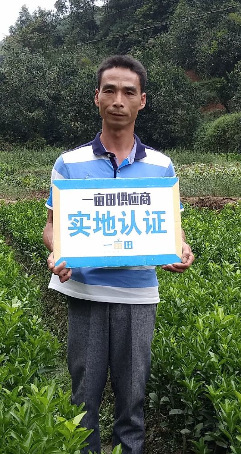 西瓜番石榴苗30~50cm