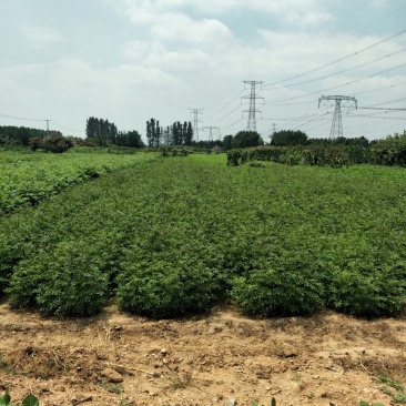 花椒苗0.5~1年保湿发货,现挖现发成活率高