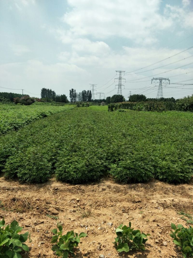花椒苗0.5~1年保湿发货，现挖现发成活率高