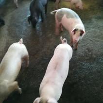 土杂猪15~20公斤