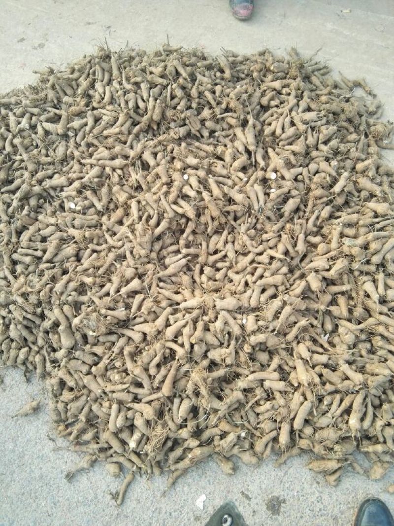 白术一年生种植免费技术指导，包回收成品，