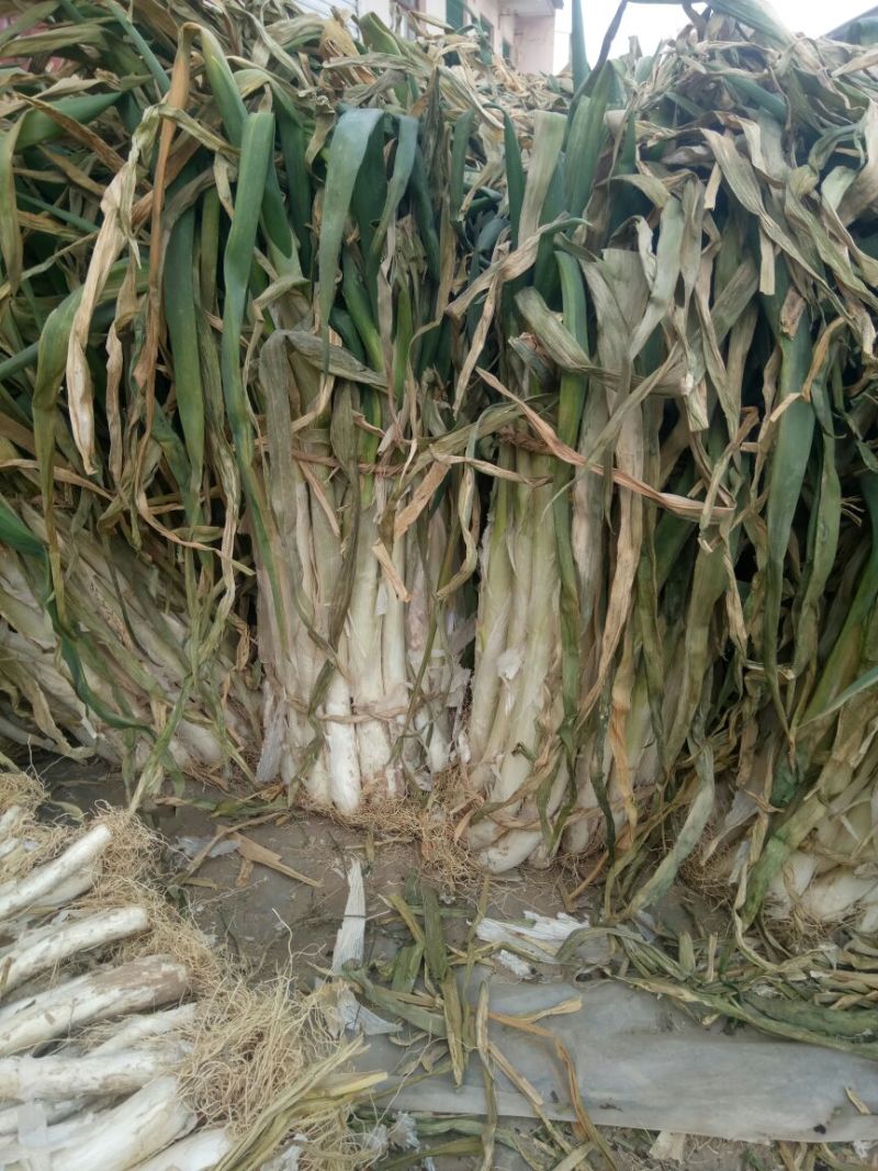 长白大葱毛葱3cm左右30~40cm