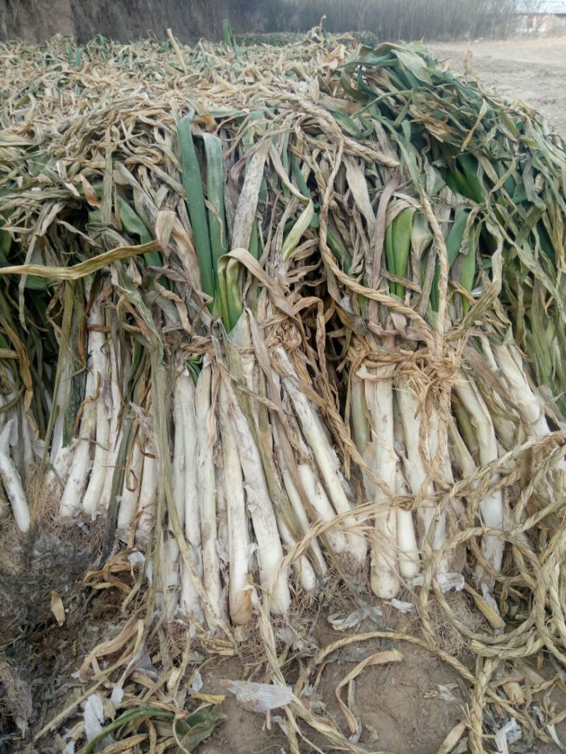长白大葱毛葱3cm左右30~40cm