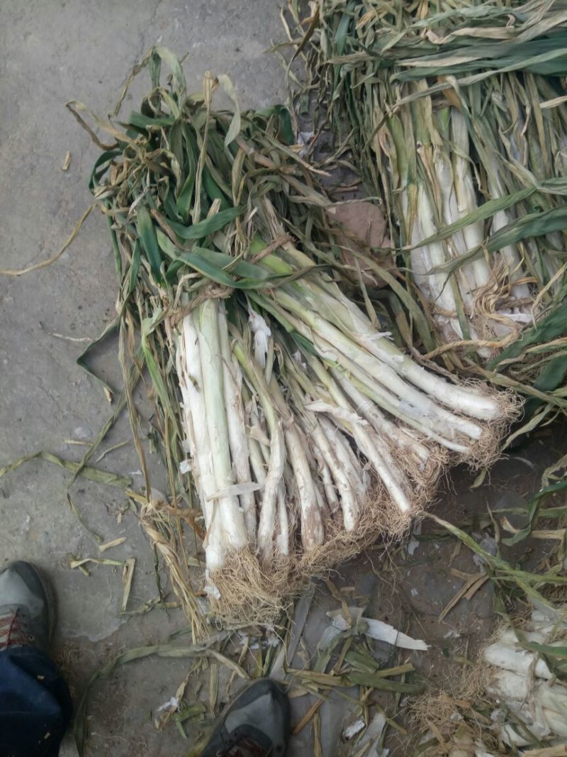 长白大葱毛葱3cm左右30~40cm