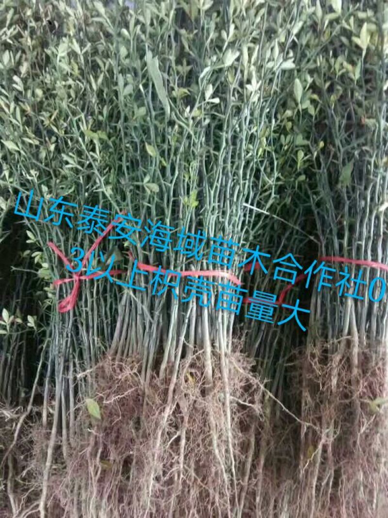 枸橘苗，基地直供现起现发地头装车保证成活率
