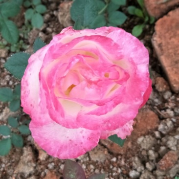 大花月季20~30cm