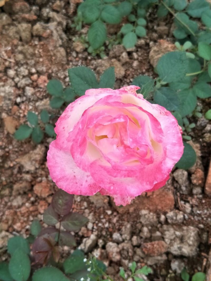 大花月季20~30cm