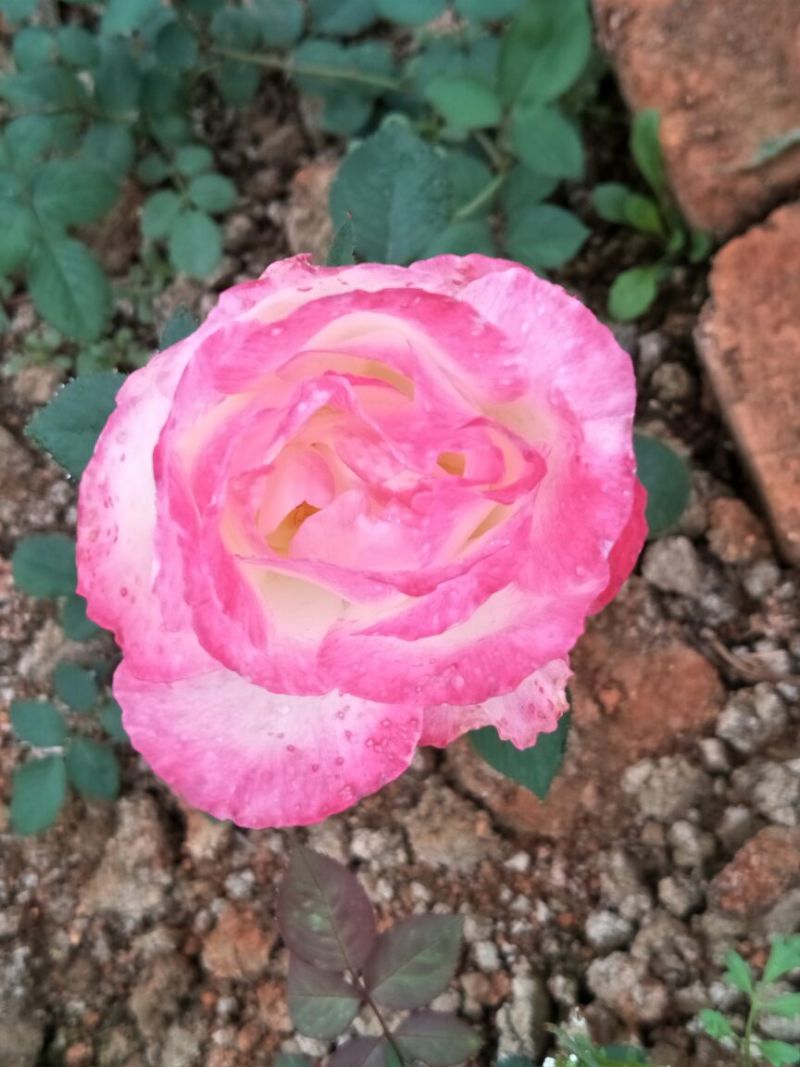 大花月季20~30cm