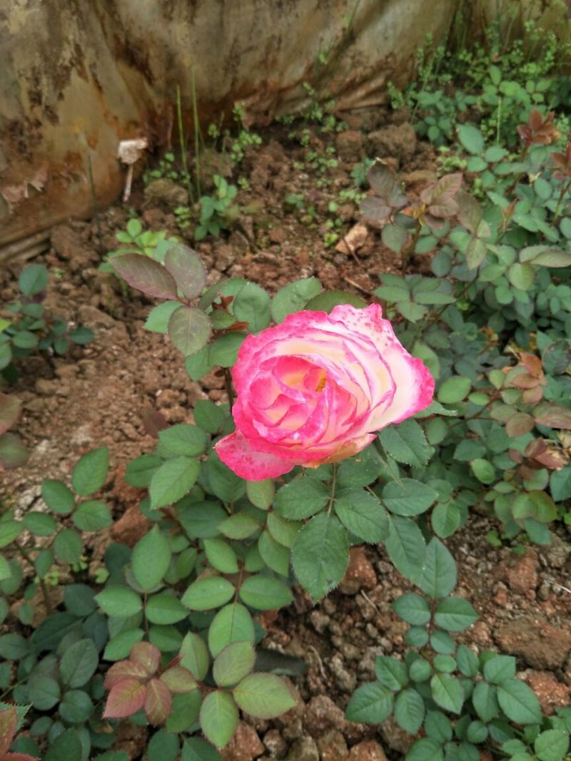 大花月季20~30cm