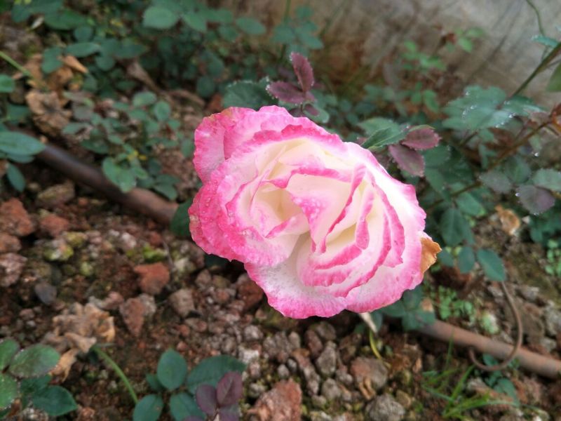 大花月季20~30cm