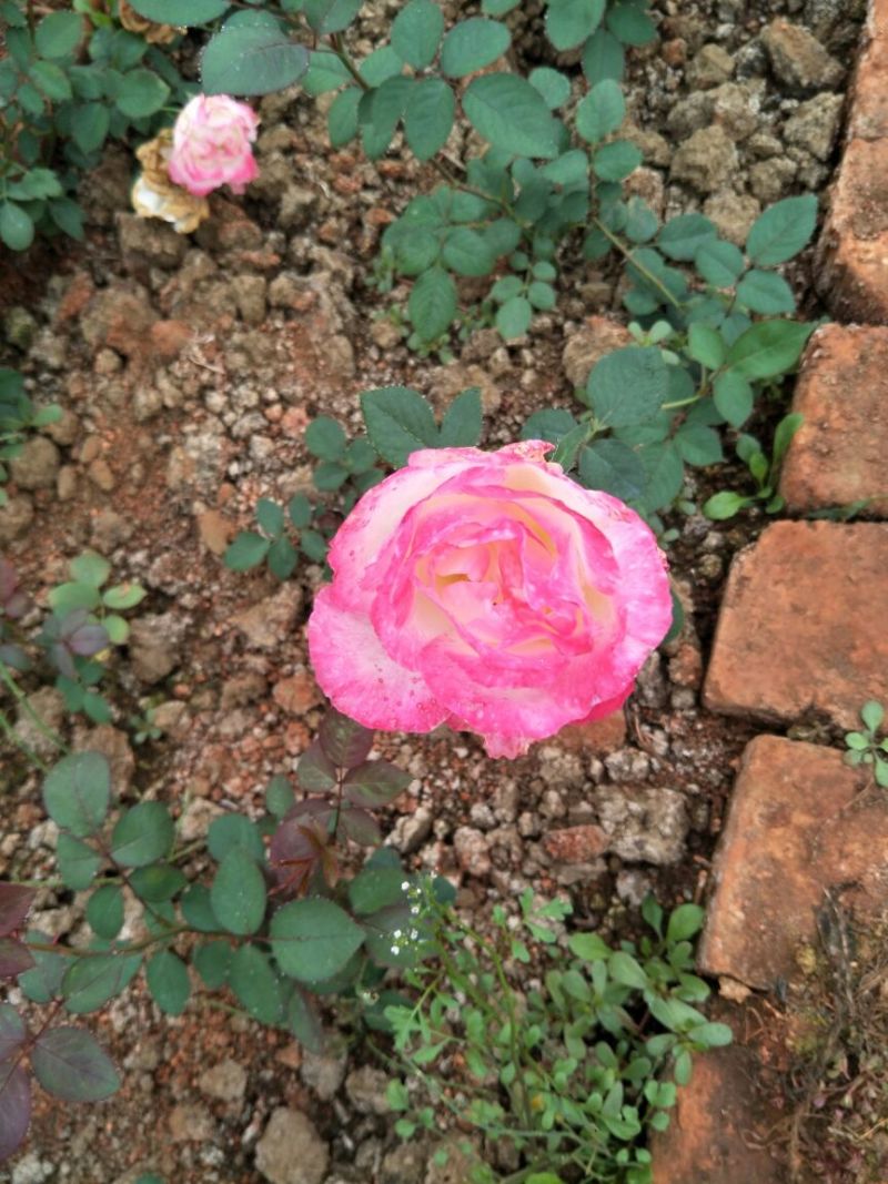 大花月季20~30cm