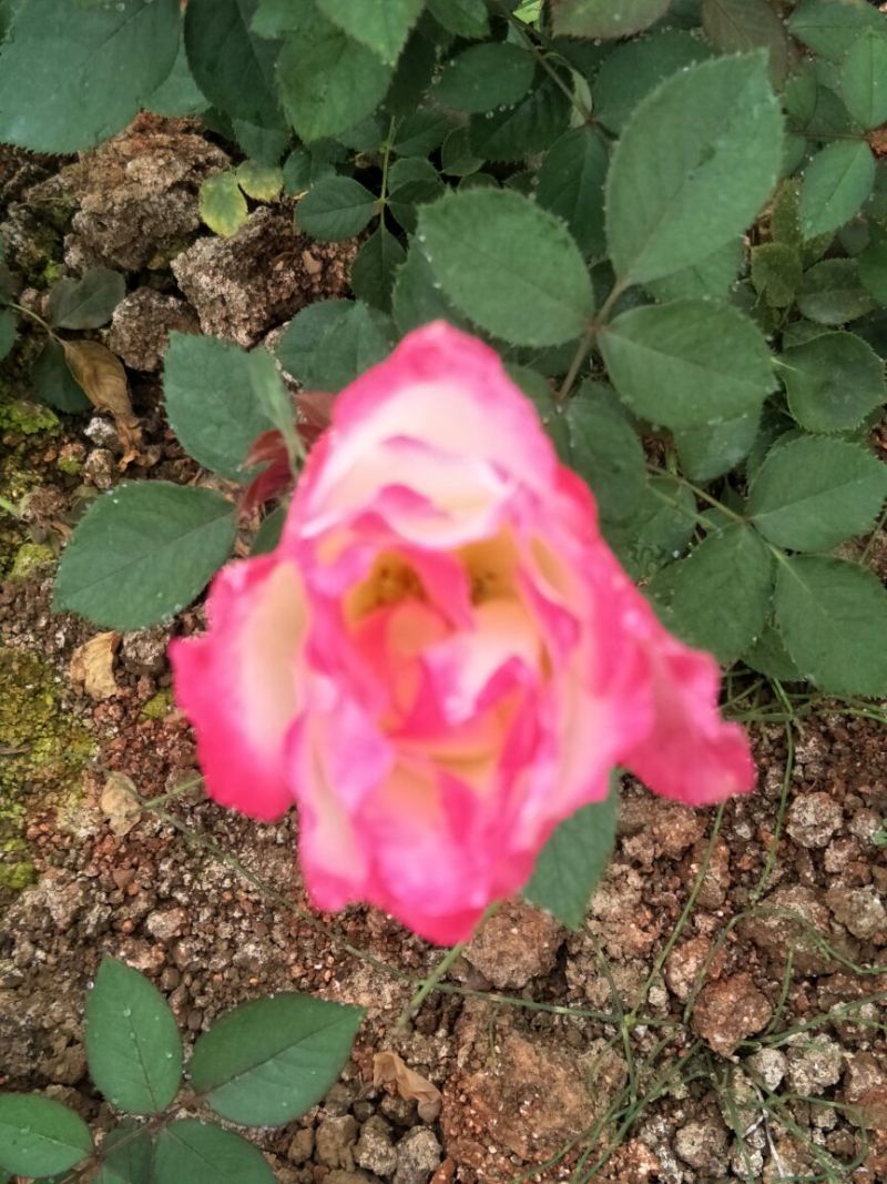 大花月季20~30cm