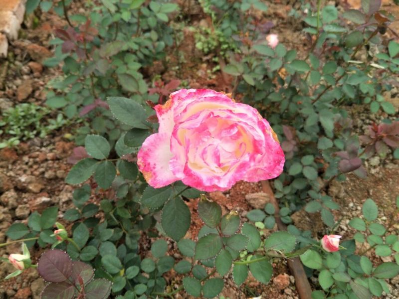 大花月季20~30cm