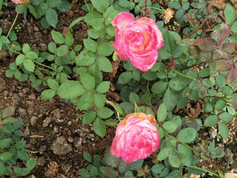 大花月季20~30cm