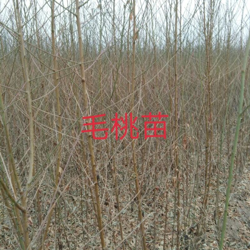 桃树苗，毛桃苗，占地桃树