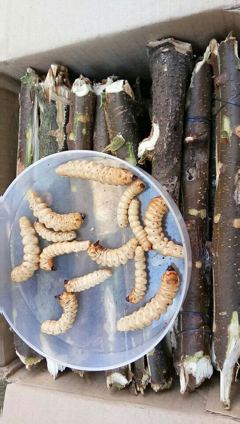 斗米虫