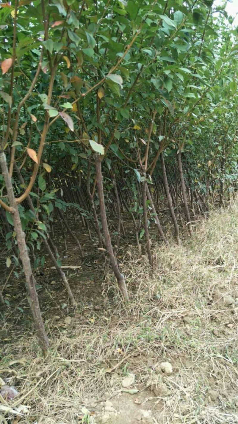 樱桃树苗2年80cm以上