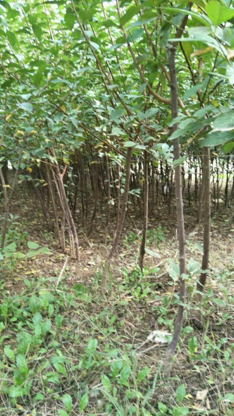 樱桃树苗2年80cm以上