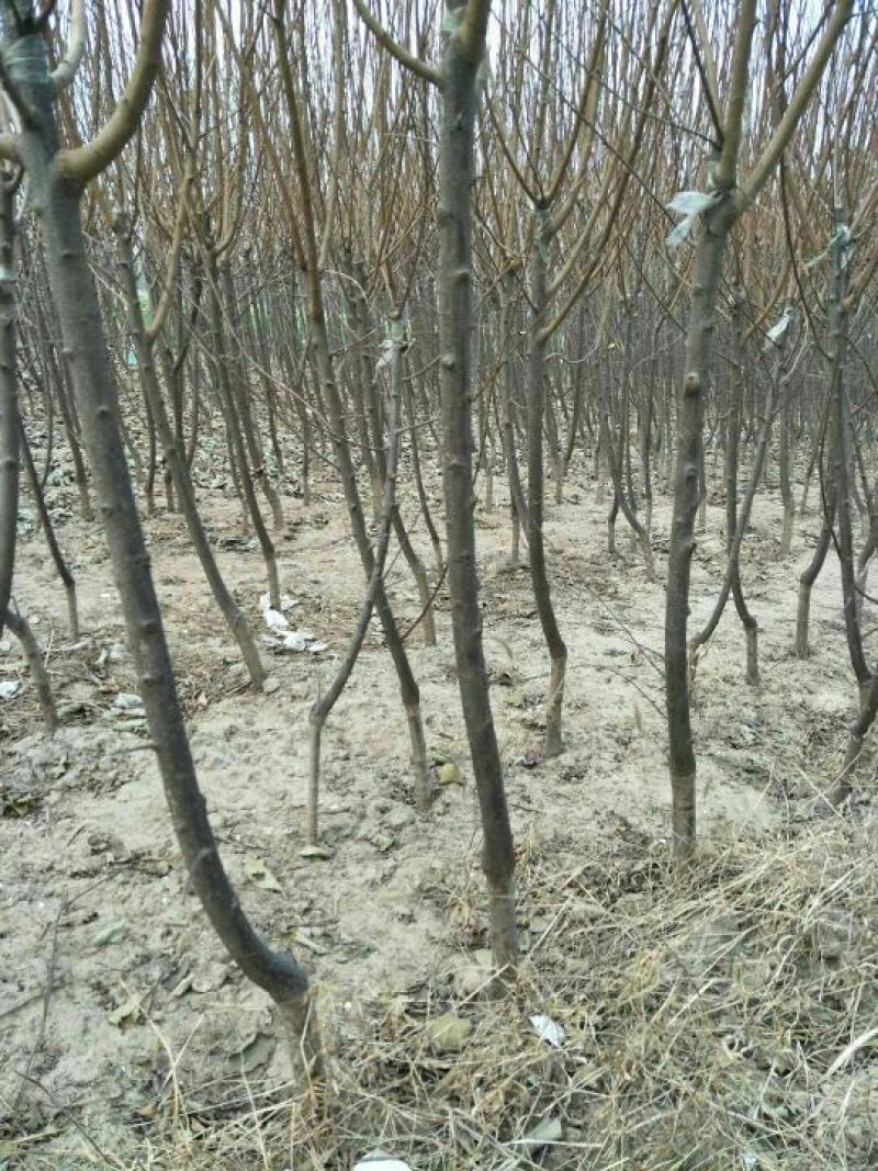 樱桃树苗2年80cm以上