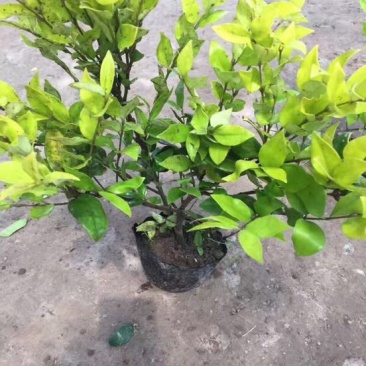 金森女贞4cm以下