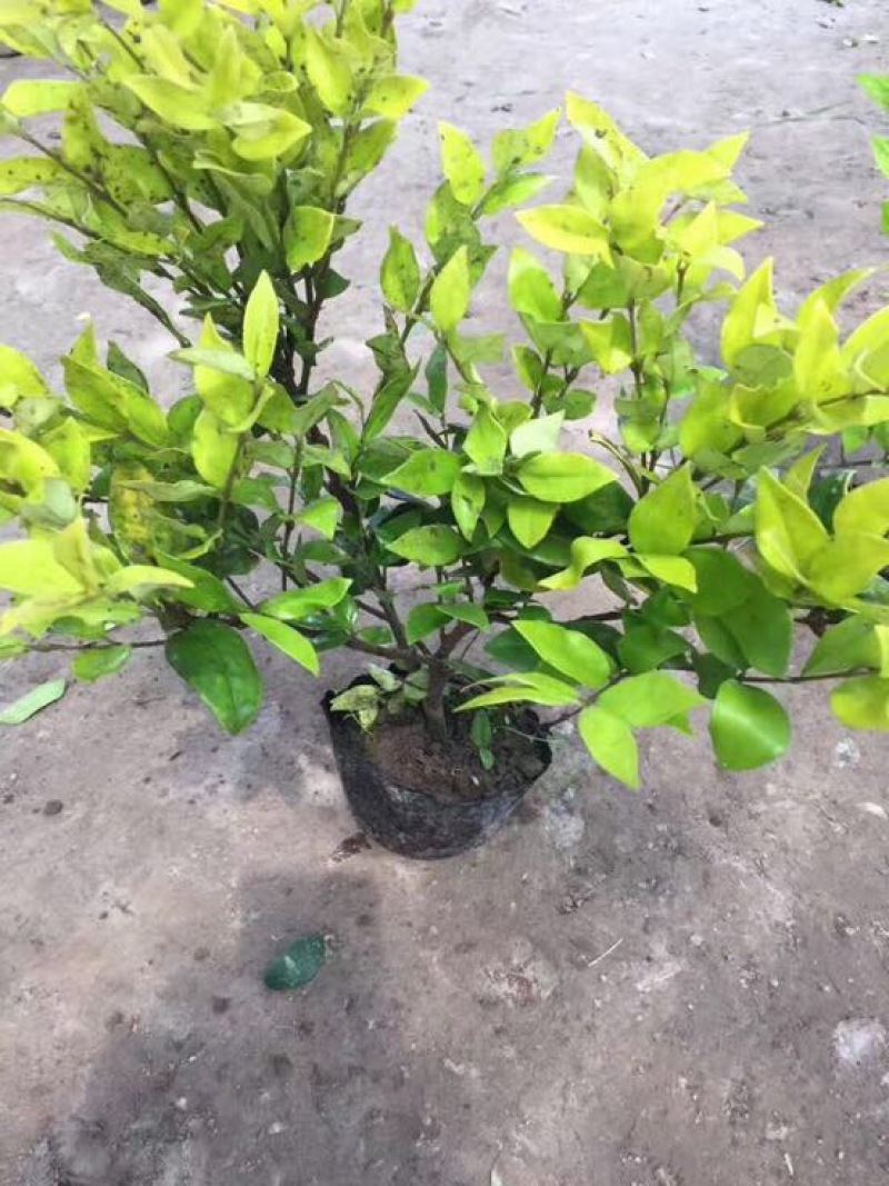 金森女贞4cm以下