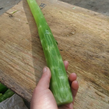 绿尖叶莴苣1~1.5斤50~60cm