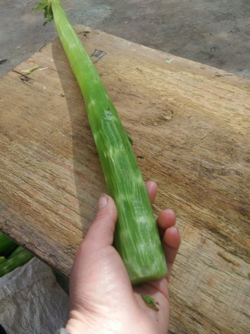 绿尖叶莴苣1~1.5斤50~60cm