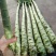绿尖叶莴苣1~1.5斤50~60cm