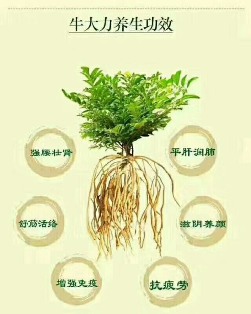 牛大力酒