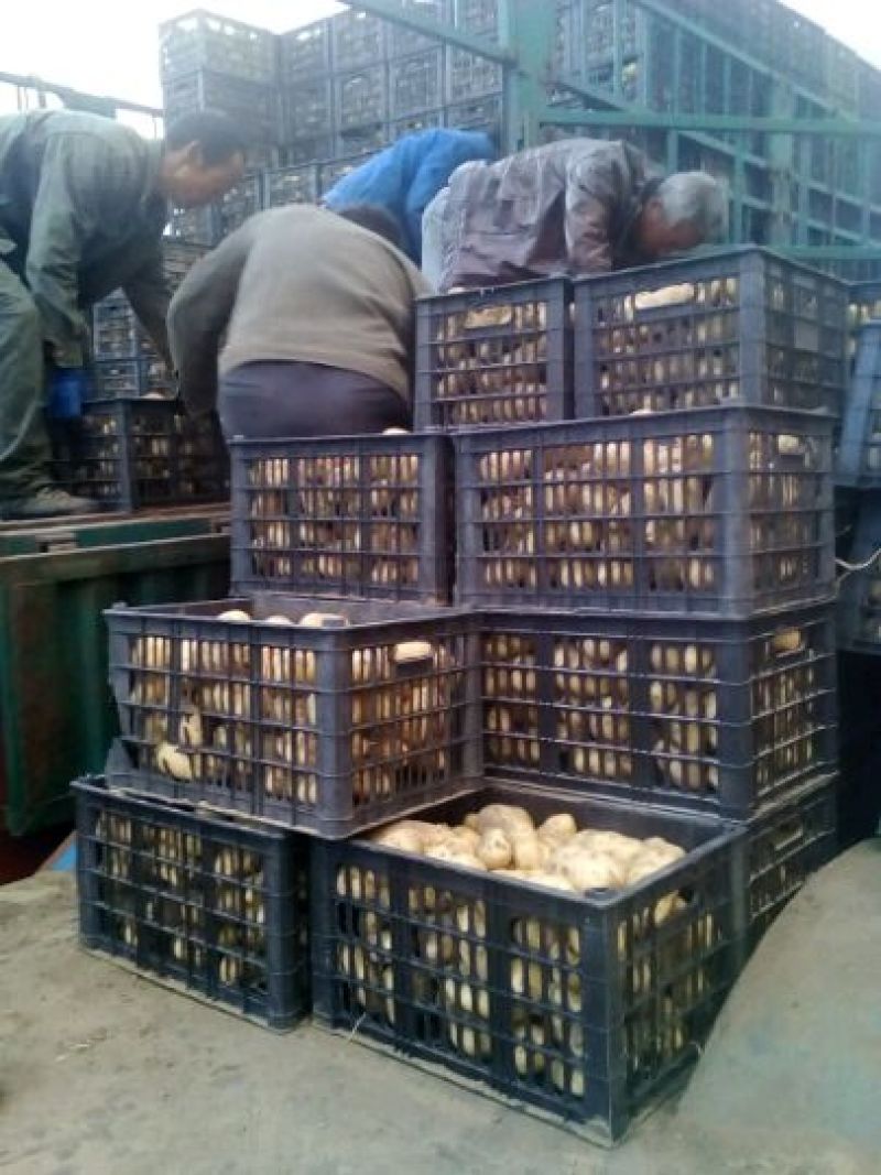 荷兰土豆:颜色个头薯型三优，质优价廉。