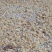 柑桔1.5~2cm