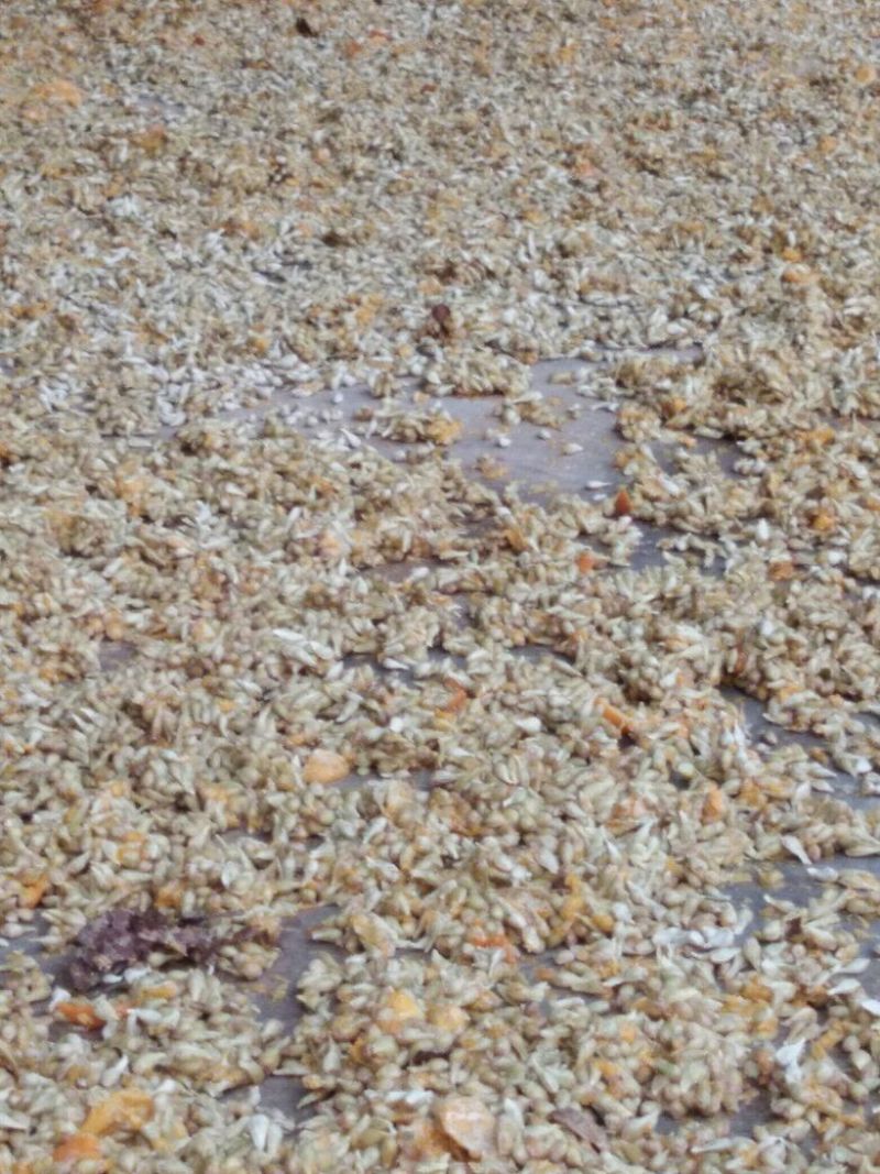 柑桔1.5~2cm