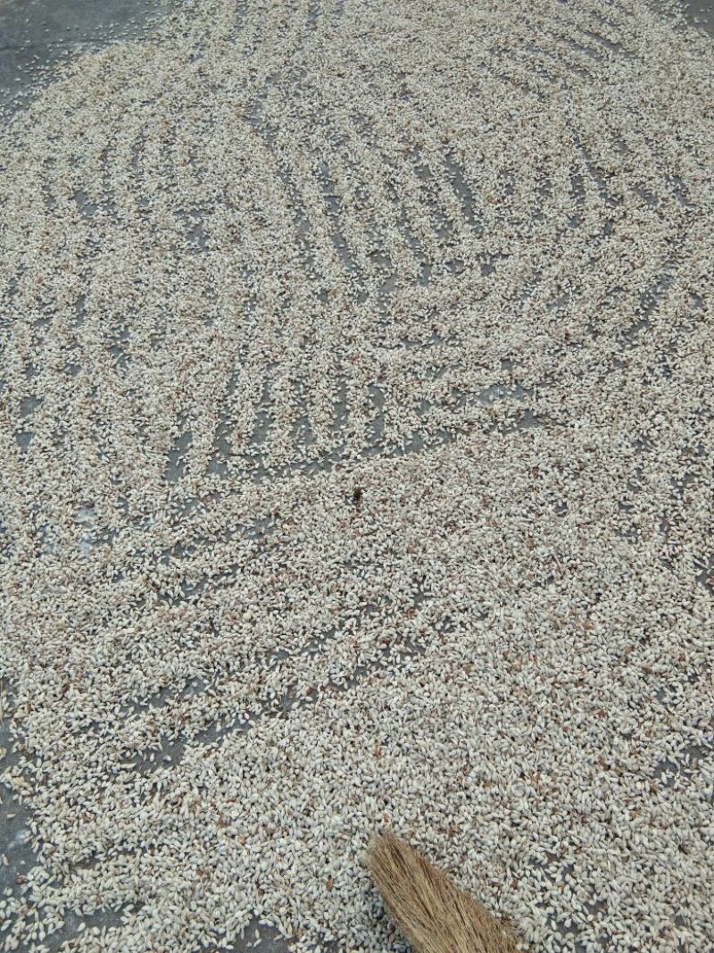 柑桔1.5~2cm