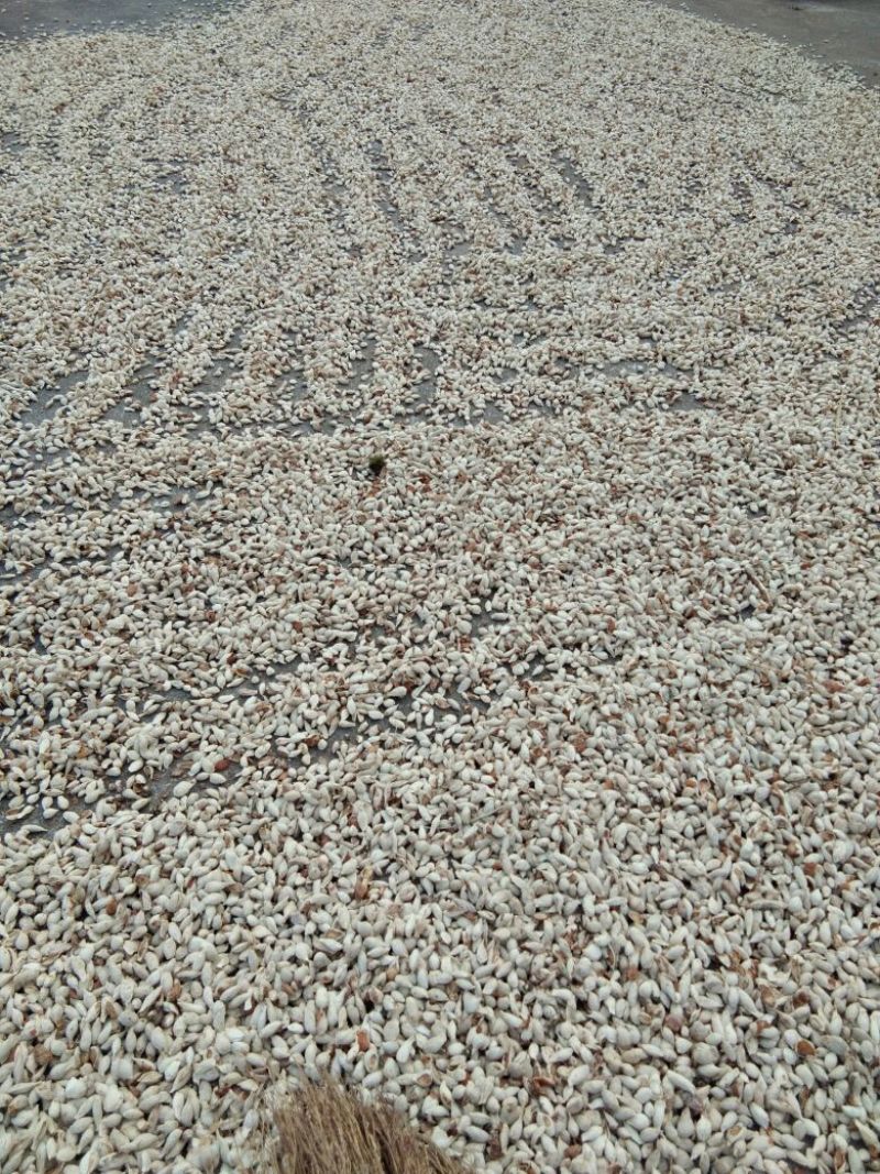 柑桔1.5~2cm